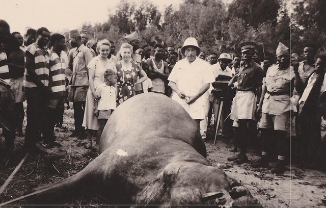Un éléphant solitaire, hélas devenu 